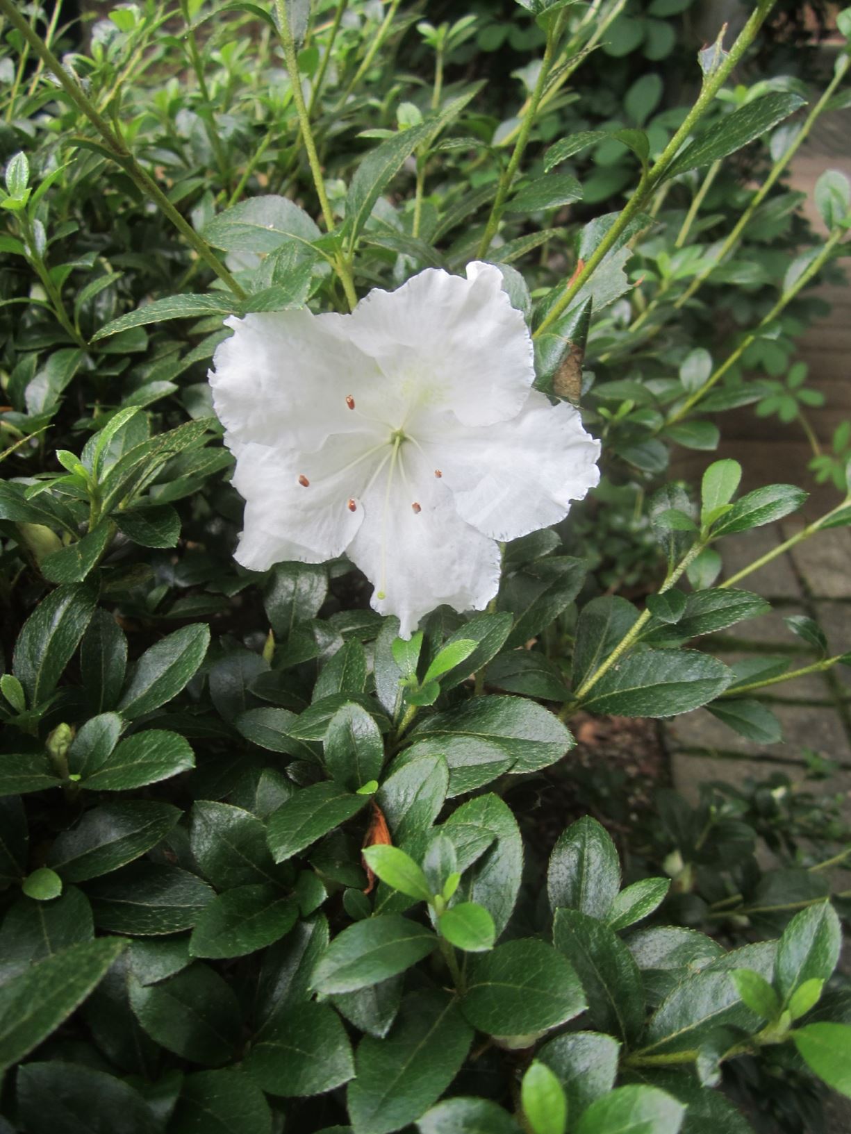 Rhododendron 'Chinzan' - evergreen azalea