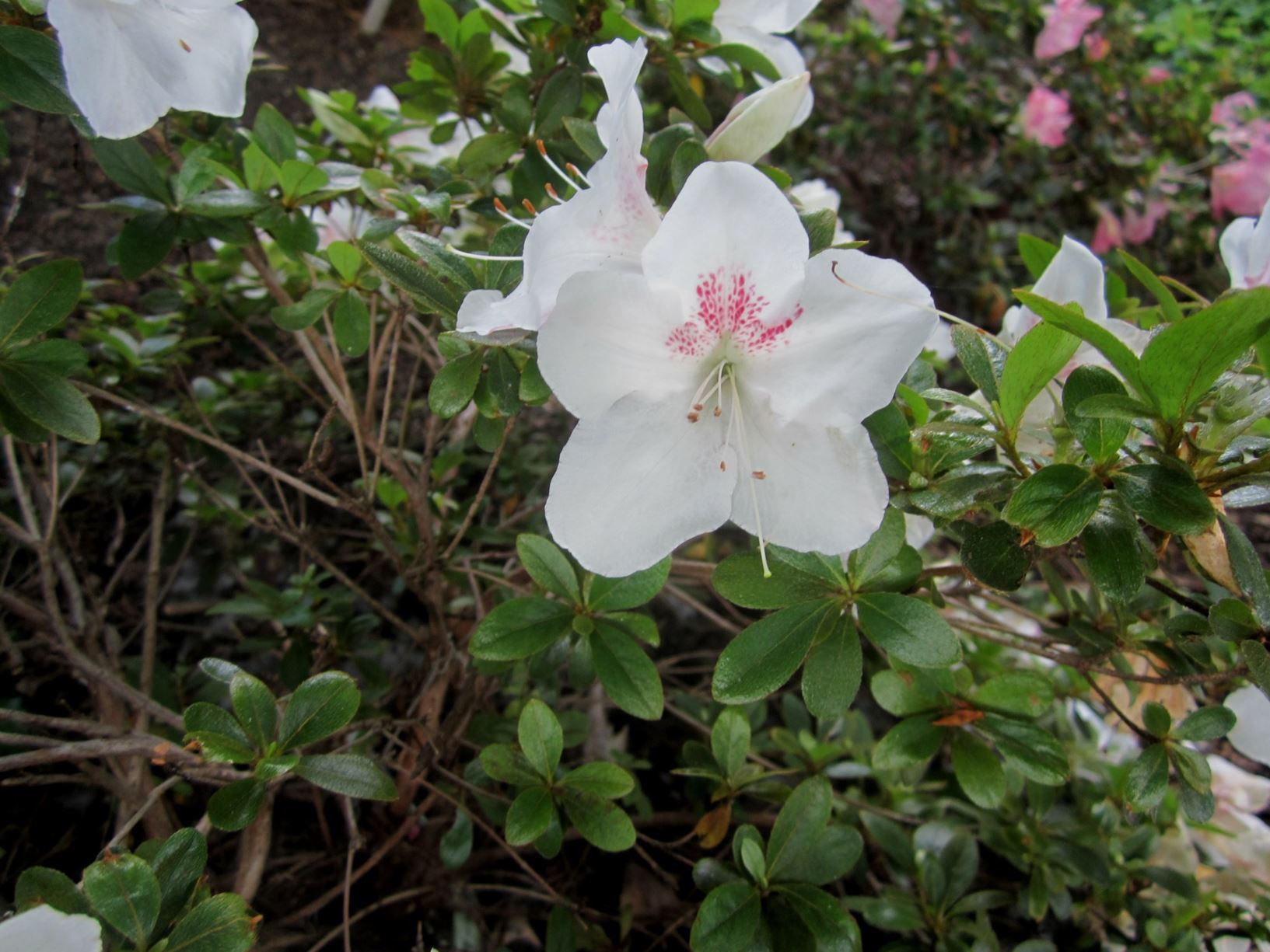 Rhododendron 'Gyokushin' - satsuki azalea