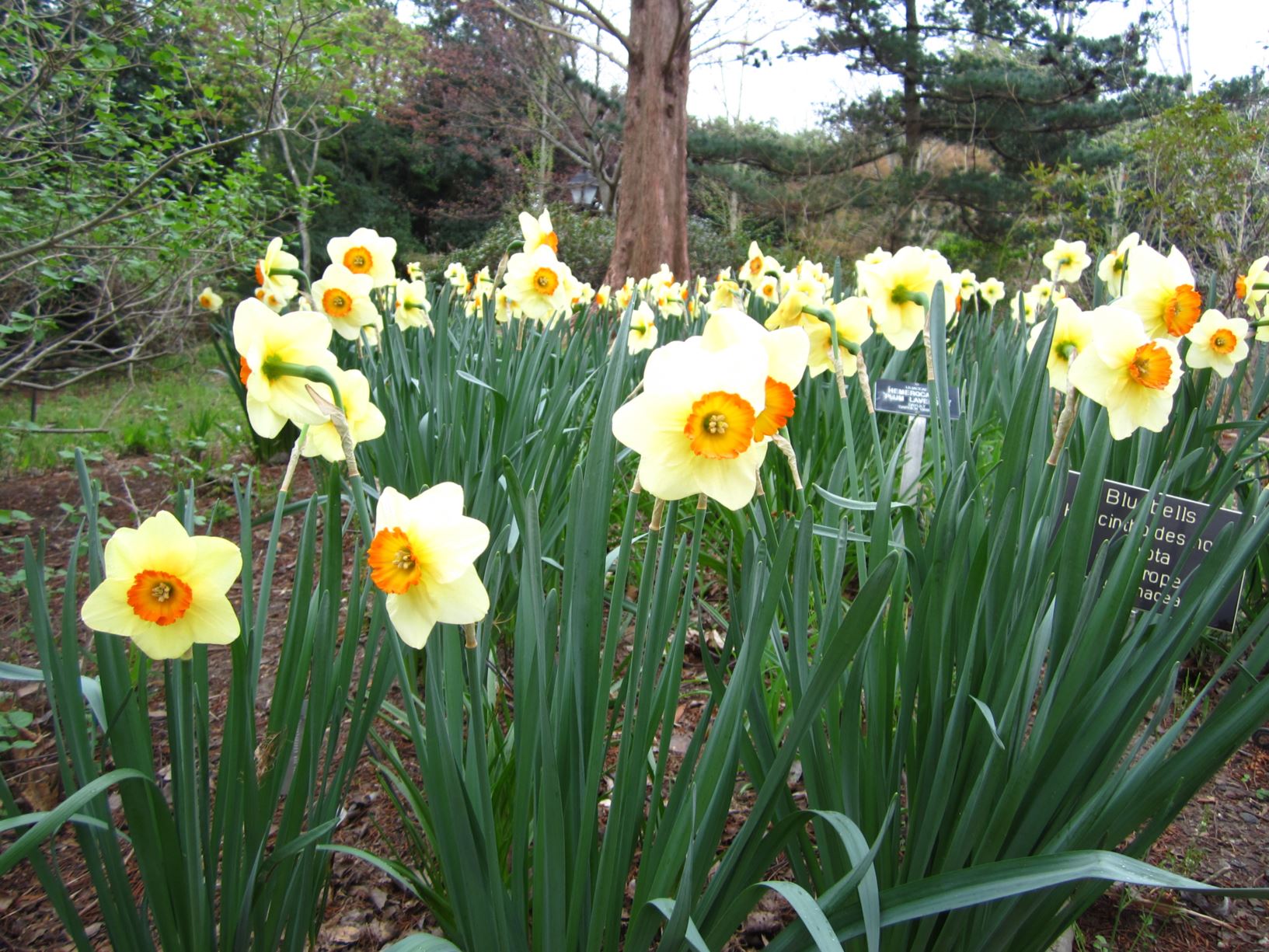 Narcissus 'Limbo' - large-cupped daffodil