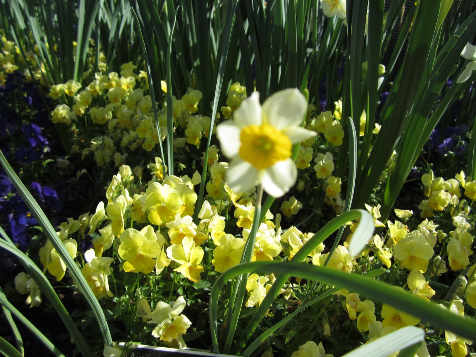 Narcissus 'Little Rusky' - jonquilla daffodil