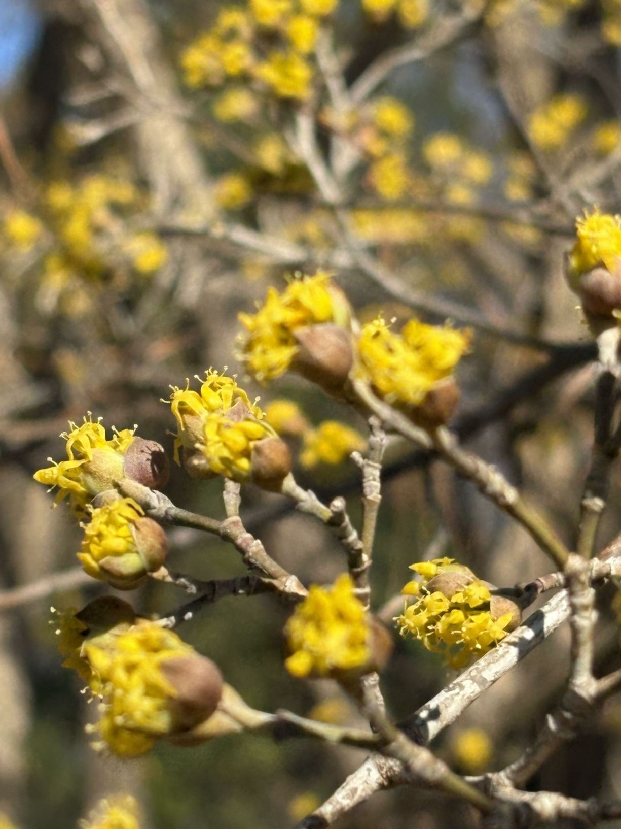 Cornus mas - Cornelian cherry dogwood