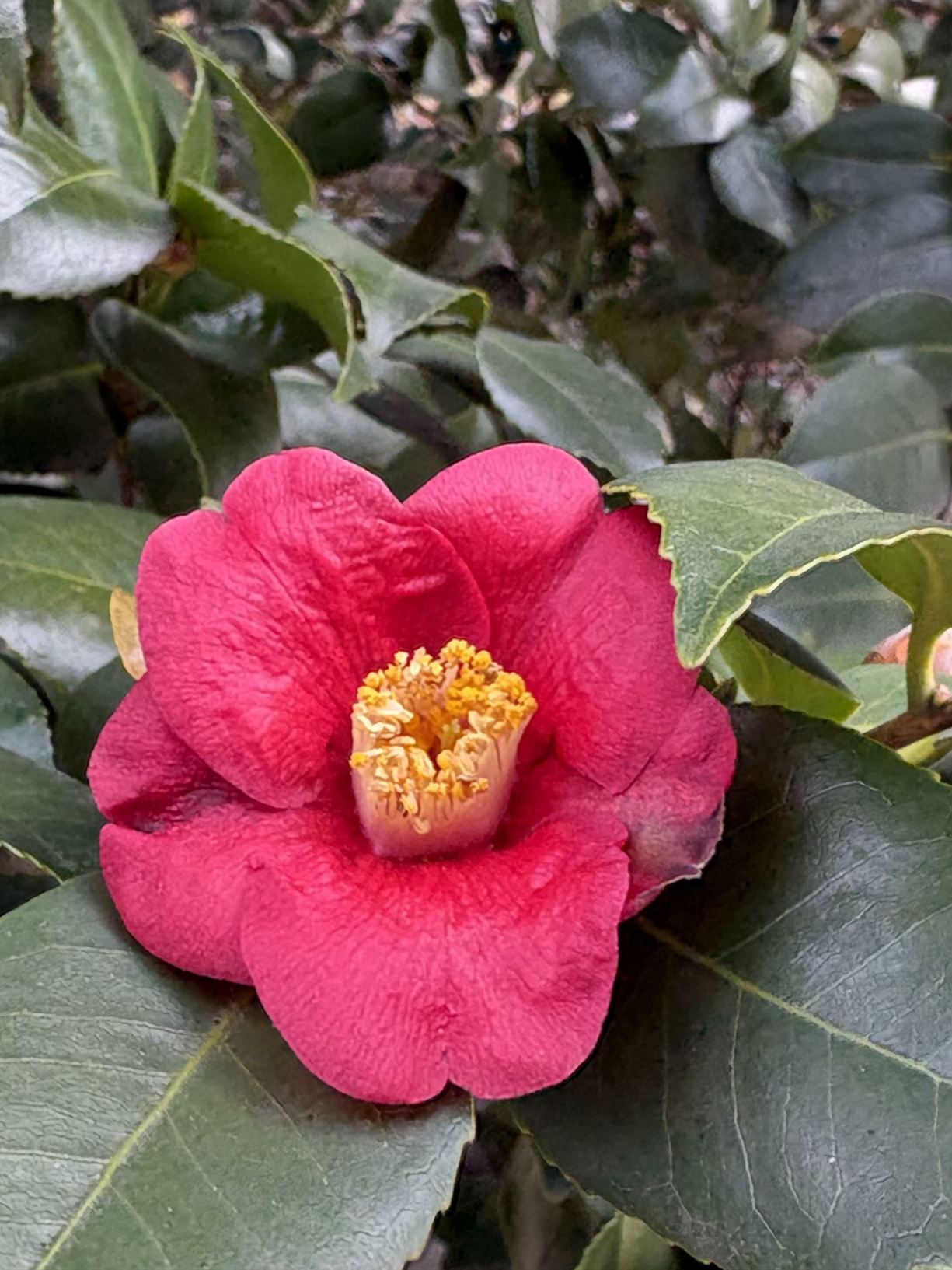 Camellia japonica - camellia