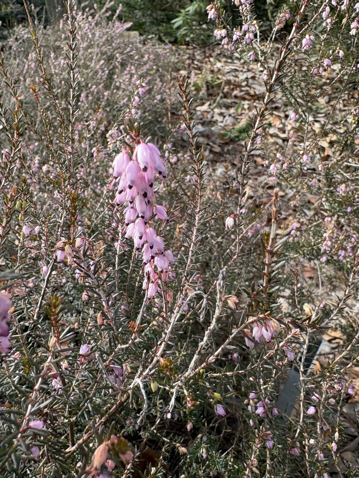 Erica carnea 'Springwood Pink' - winter heath