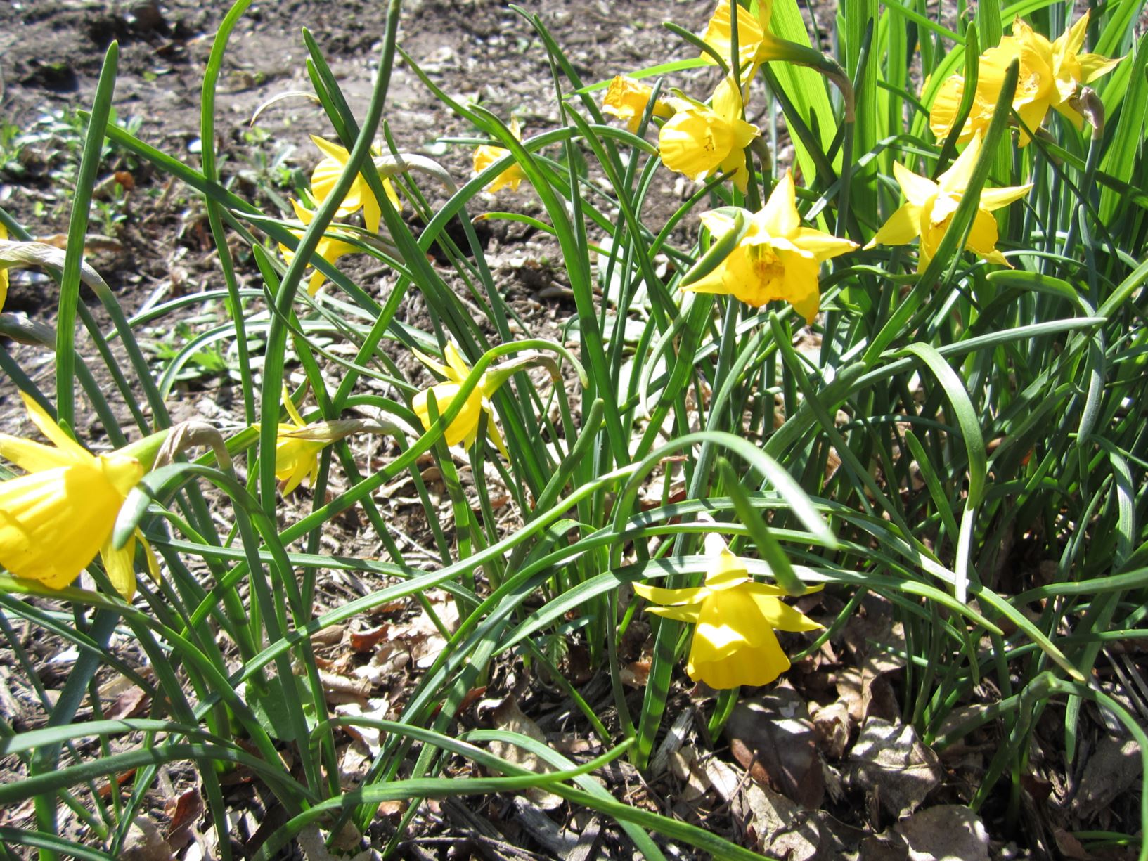 Narcissus 'Little Soldier' - bulbocodium daffodil