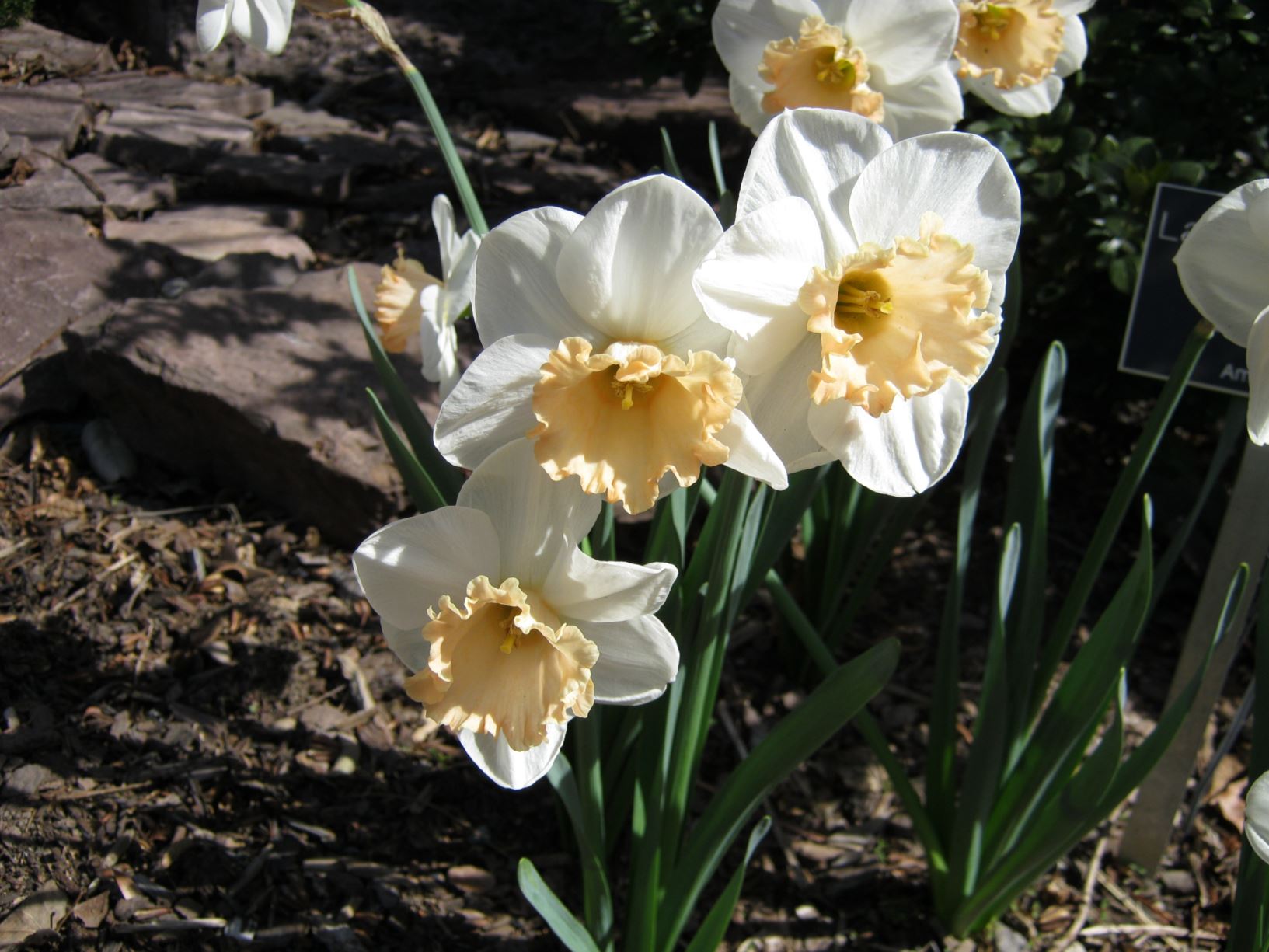 Narcissus 'Lora Robins' - large-cupped daffodil