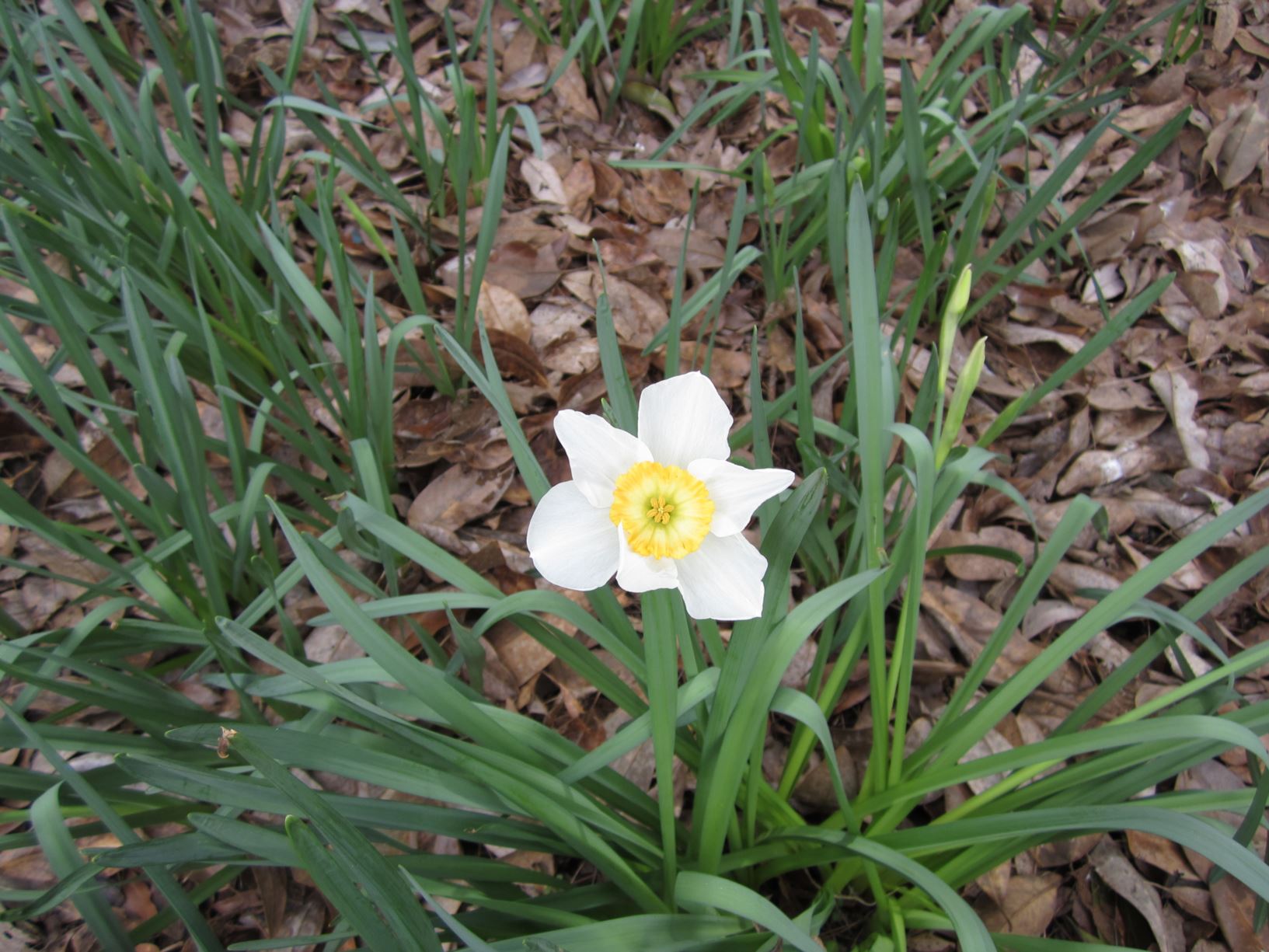 Narcissus 'Manon Lescaut' - large-cupped daffodil