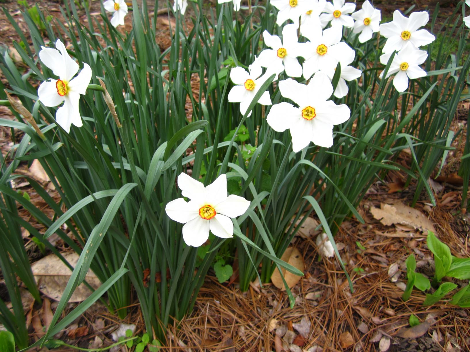 Narcissus 'Megaroma' - poeticus daffodil