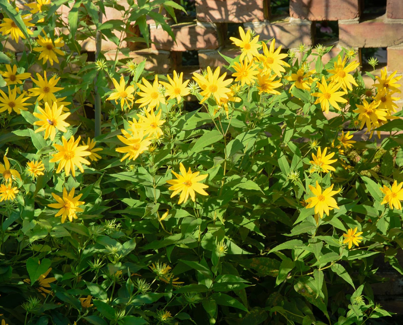 Helianthus strumosus - sunflower