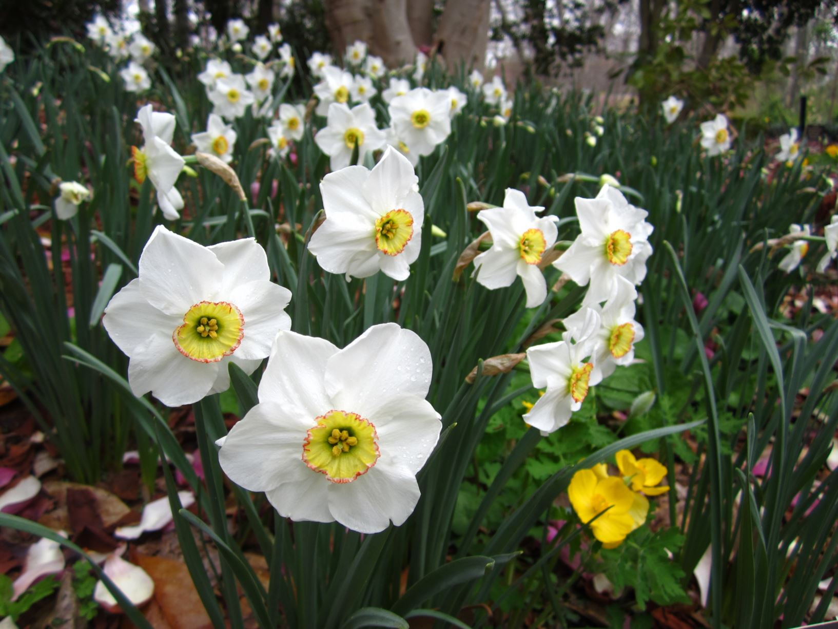 Narcissus 'Milan' - poeticus daffodil