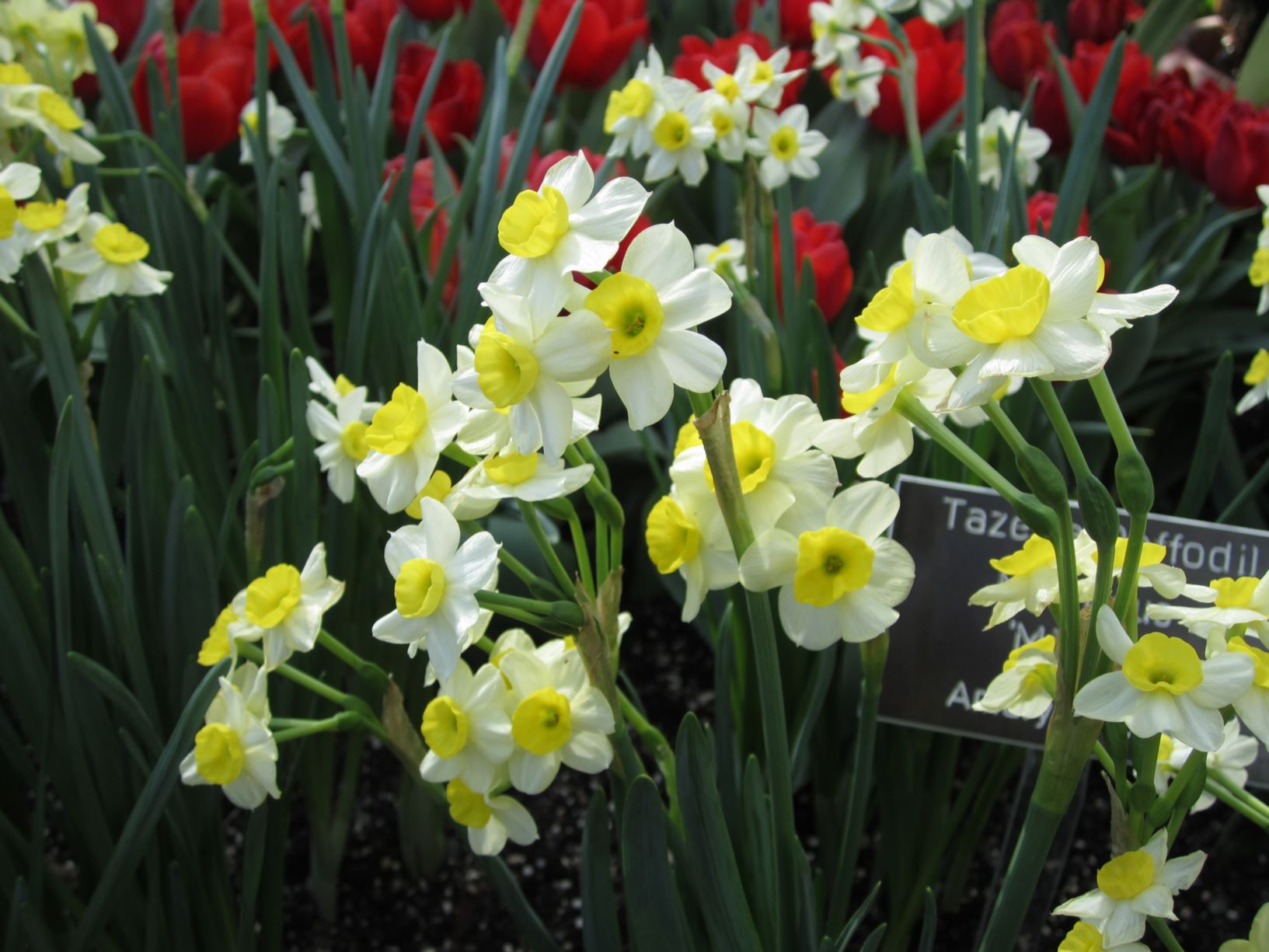 Narcissus 'Minnow' - tazetta daffodil