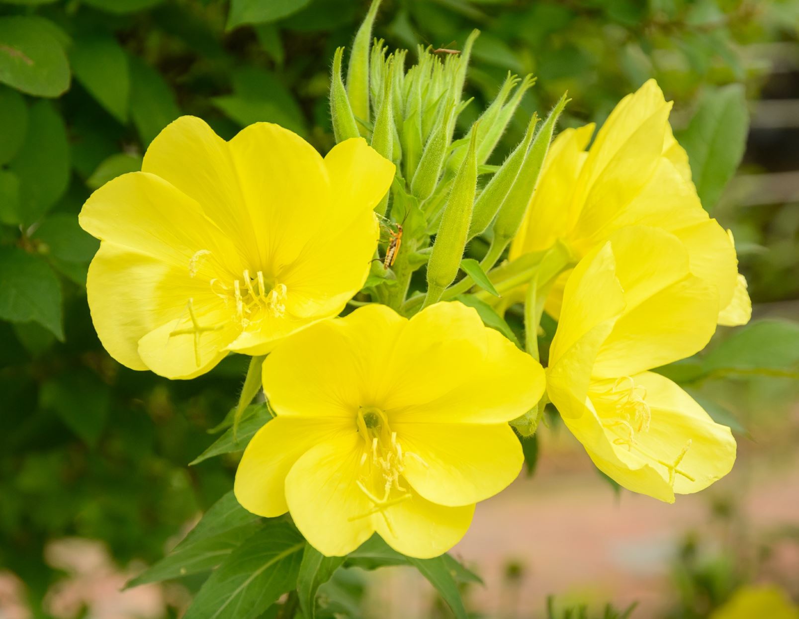 evening-primrose-oil-benefits-side-effects-dosage