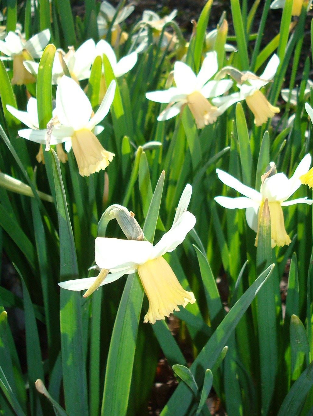 Narcissus 'Miss Grace' - cyclamineus daffodil